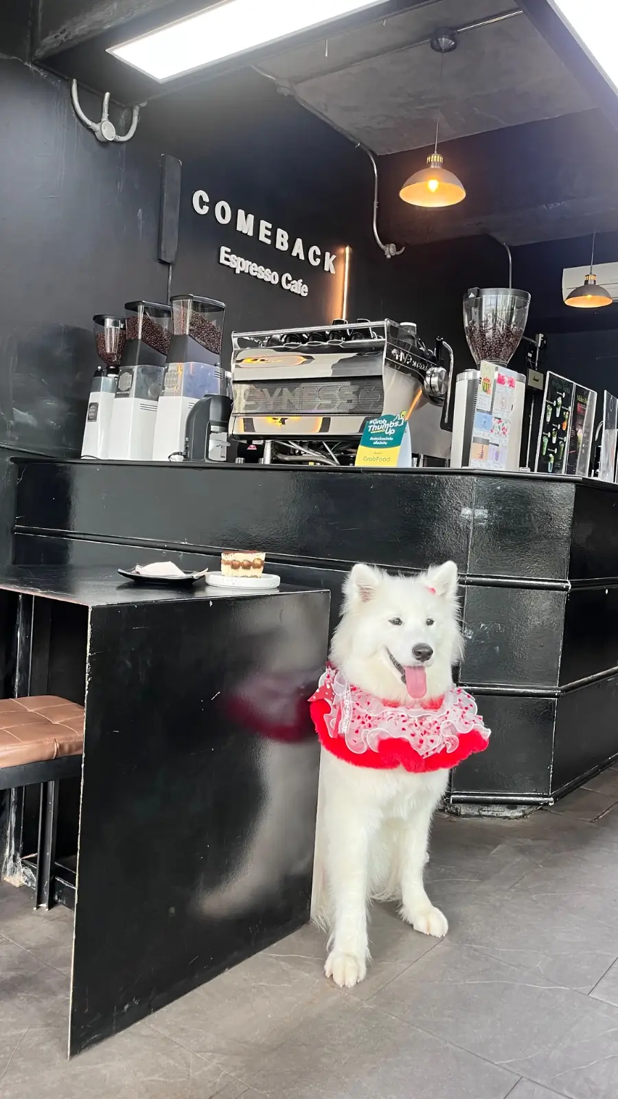 Comeback Espresso Cafe pets image 1
