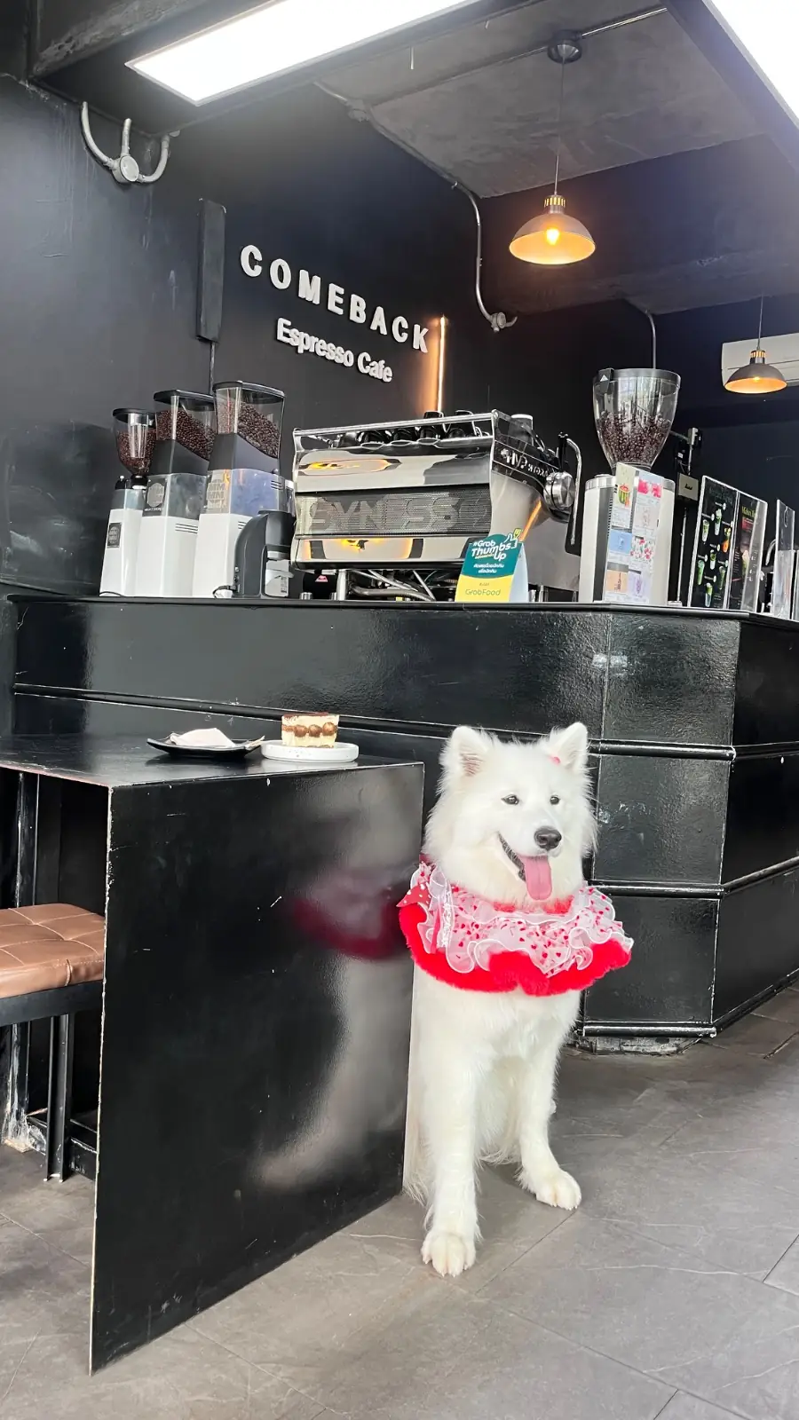 Comeback Espresso Cafe pets image 2