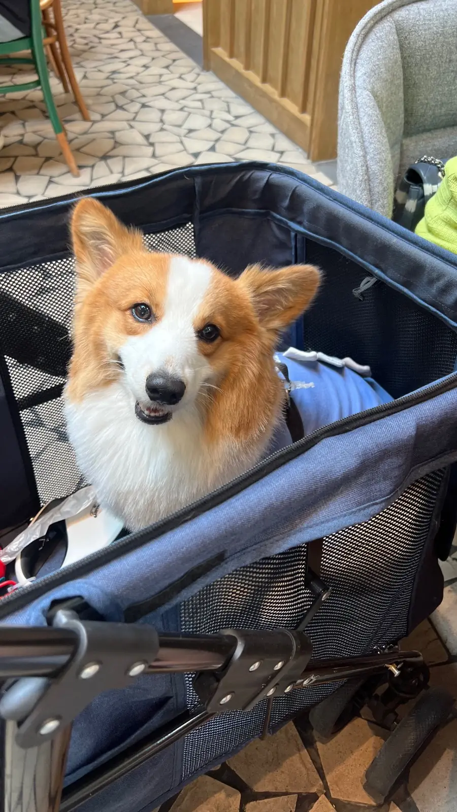 Fran's Ari pets image 1