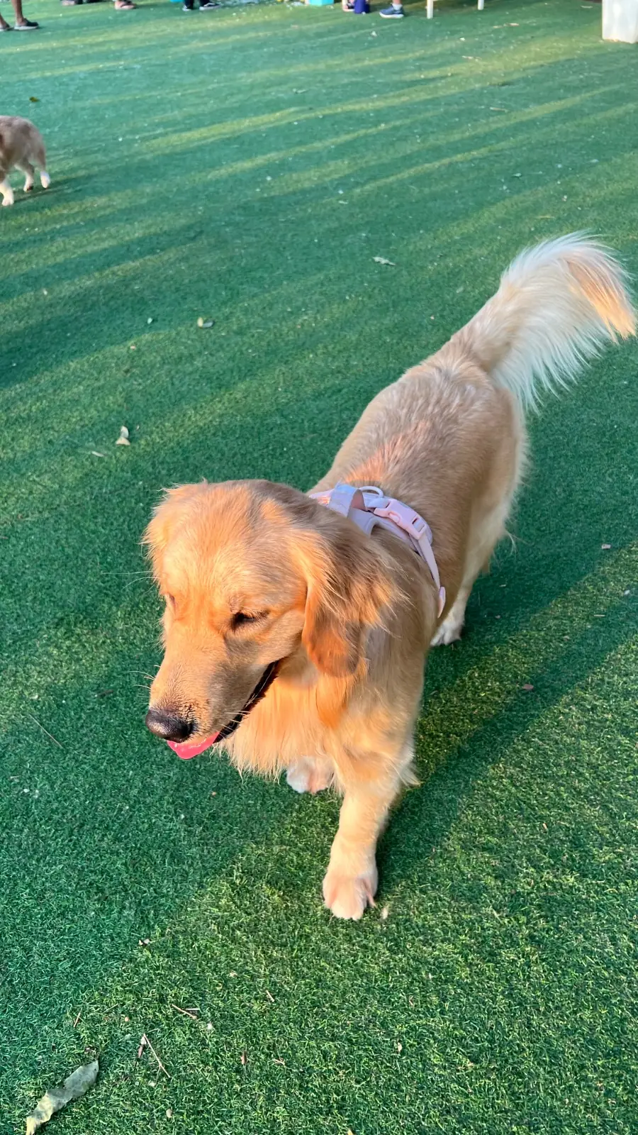 CDC Pet Park other image 1