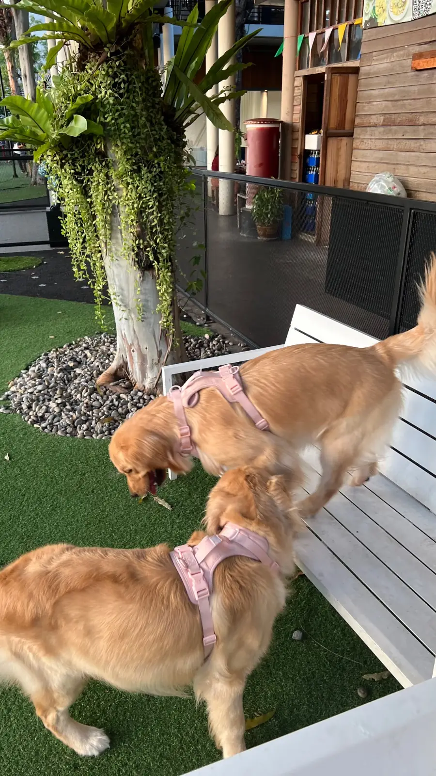 CDC Pet Park other image 3