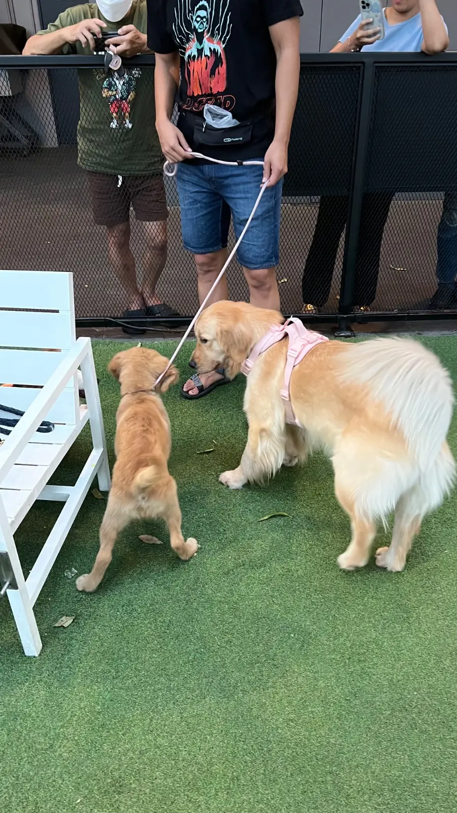 CDC Pet Park other image 2