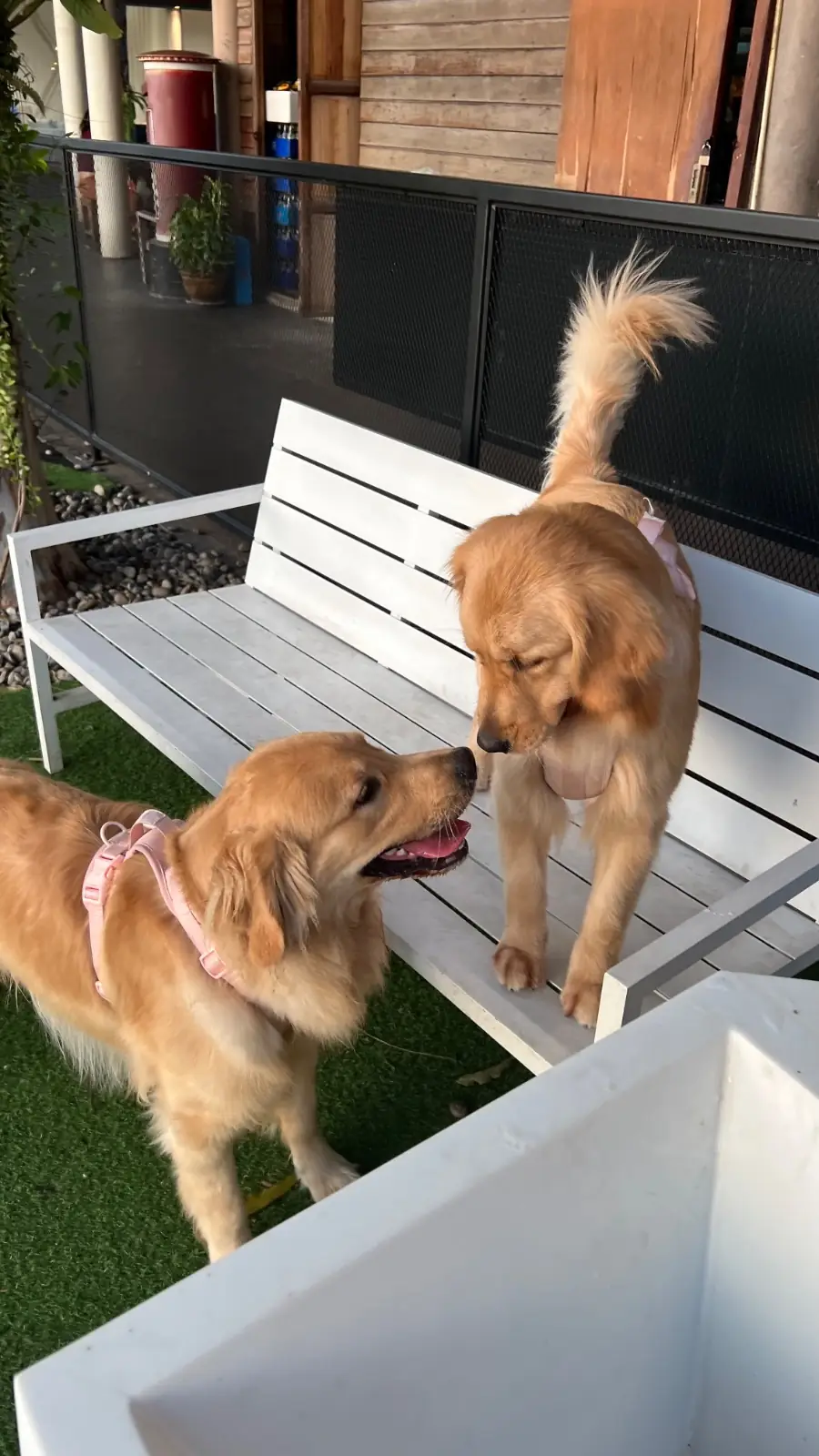 CDC Pet Park other image 5