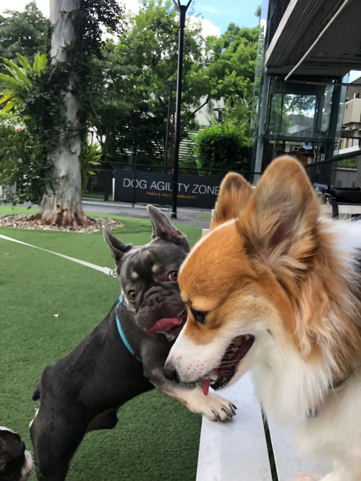 CDC Pet Park pets image 4