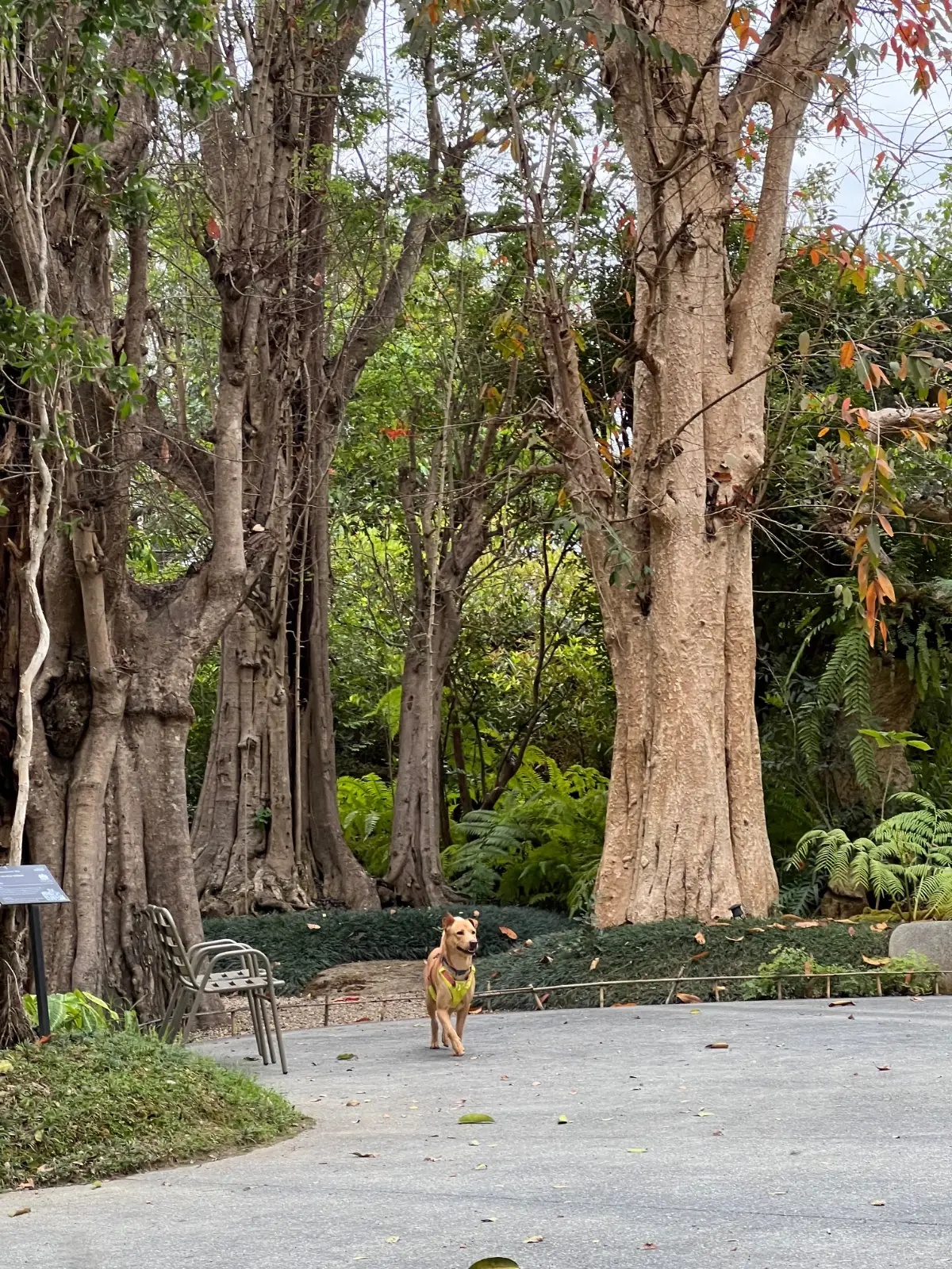 Changethong heritage pets image 2