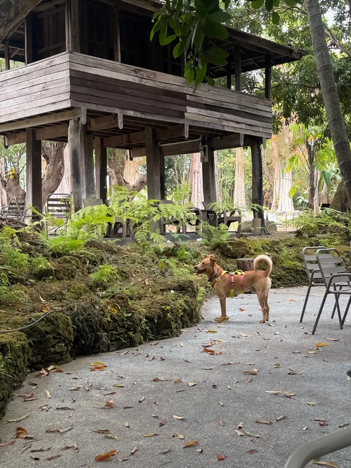 Changethong heritage pets image 3