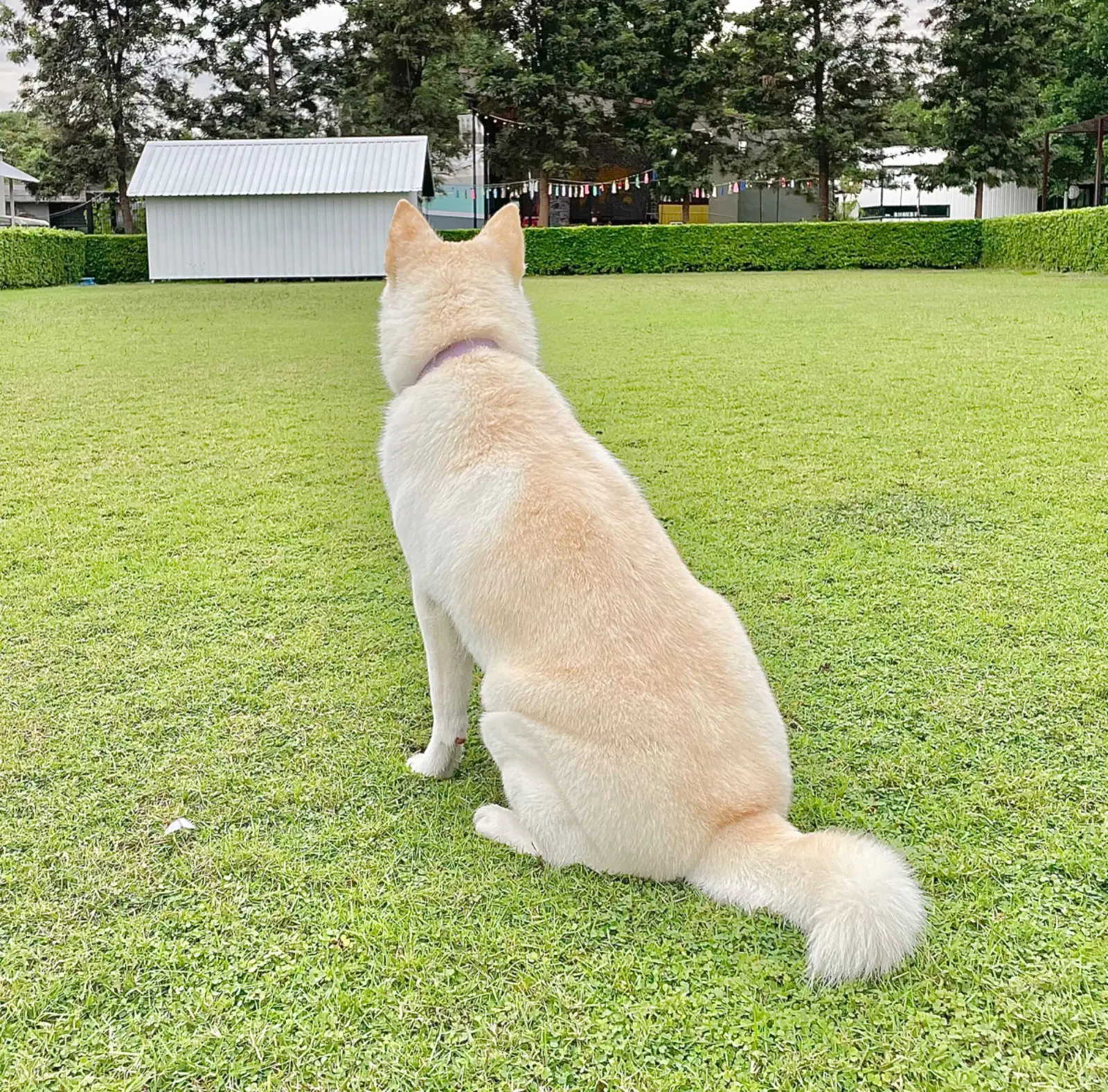 The Zeit River Kwai pets image 1