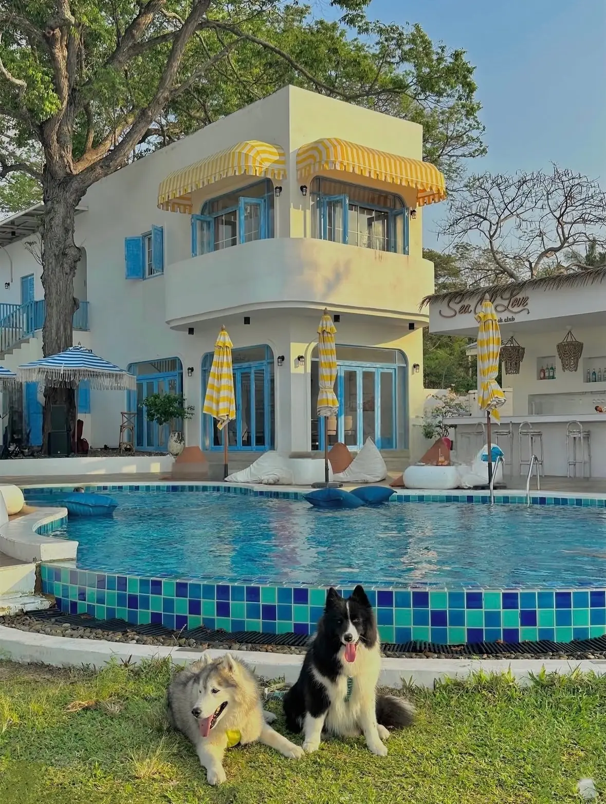 See of Love pets image 1