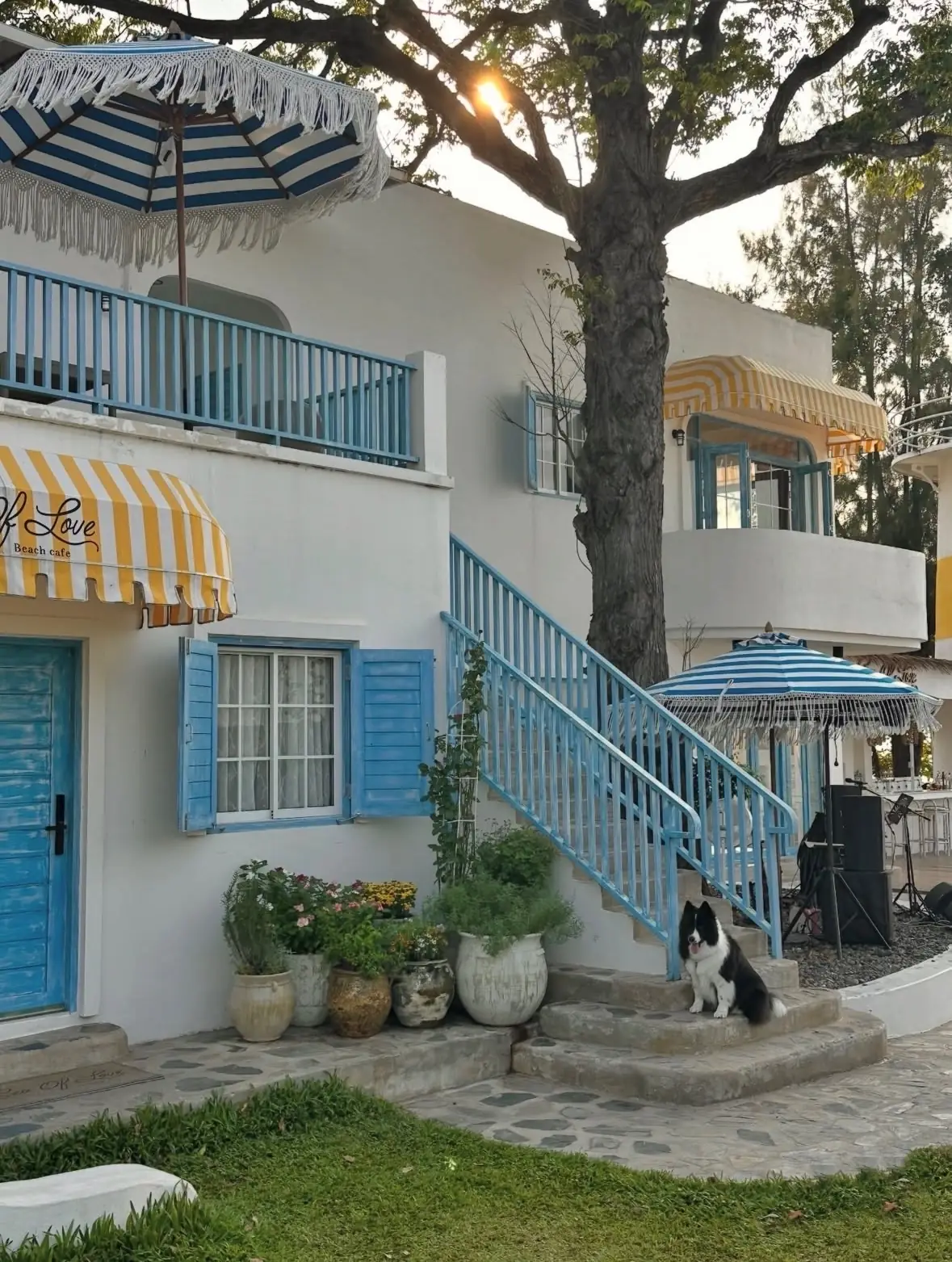 See of Love pets image 2