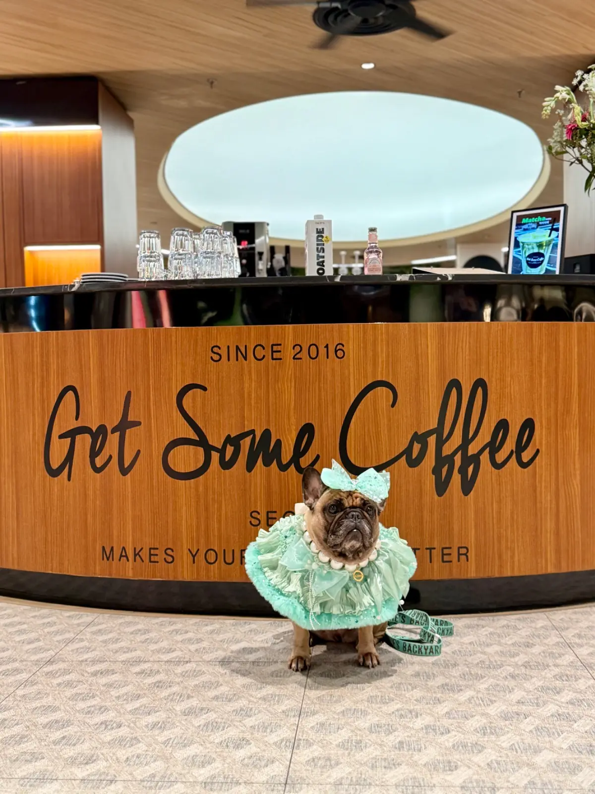 Get Some Coffee - Velaa Lang Suan pets image 1