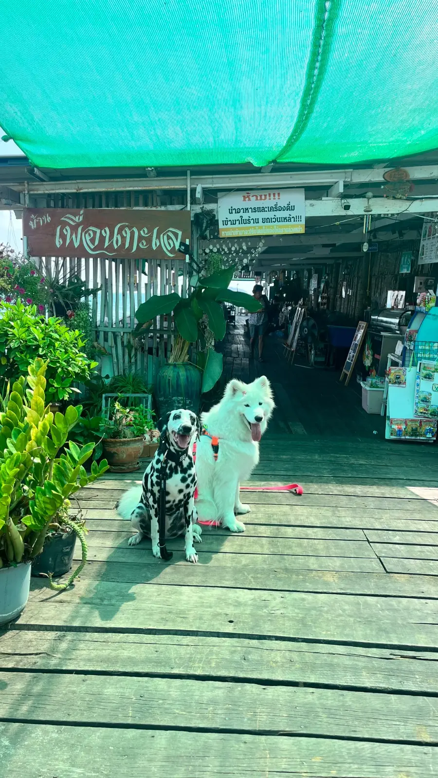 Puean Talay pets image 2