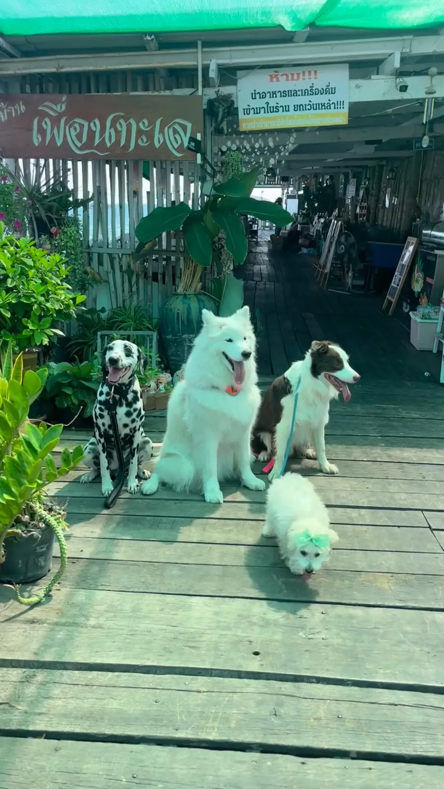 Puean Talay pets image 1