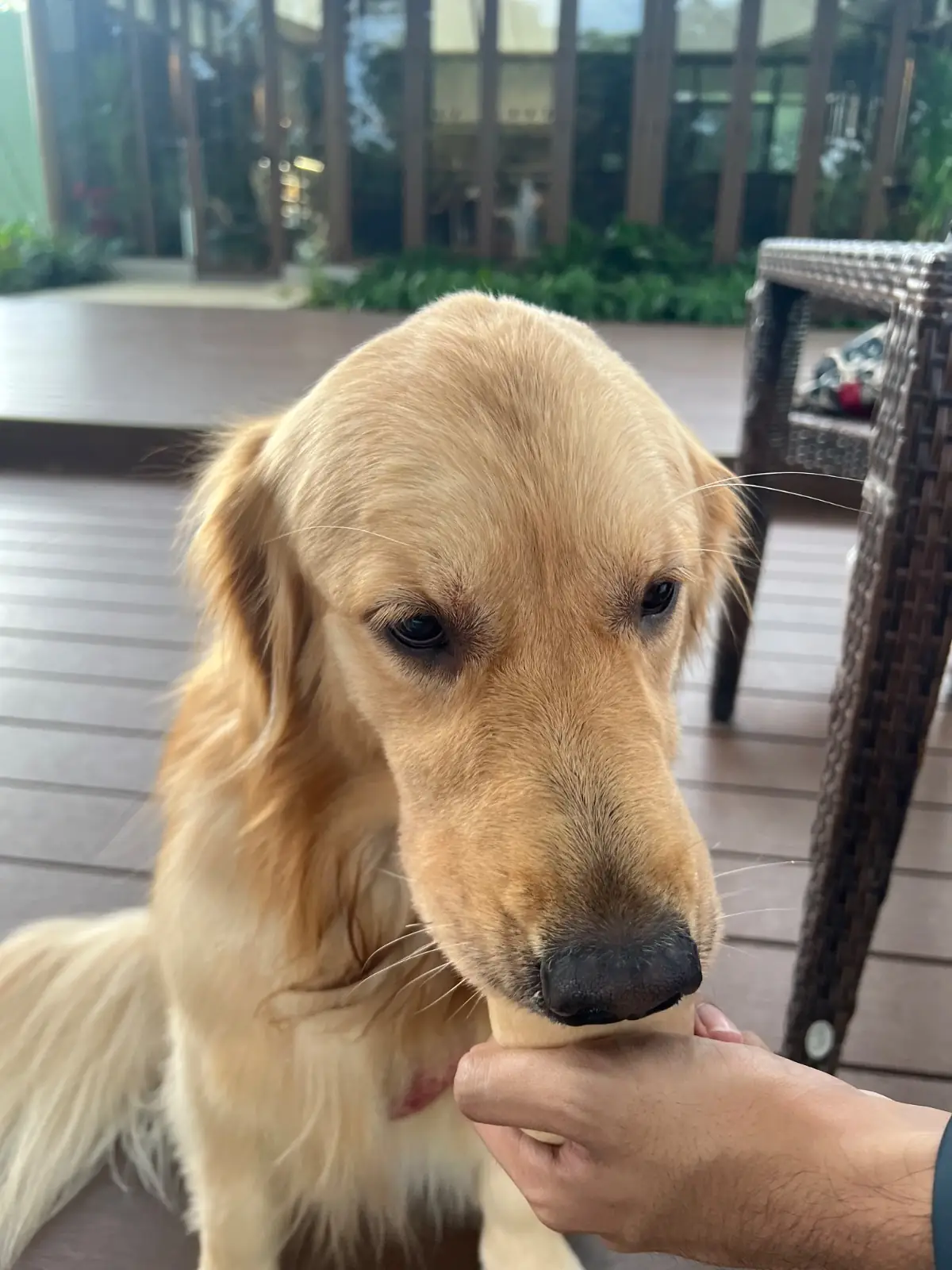 BOK BOK Society other image 1