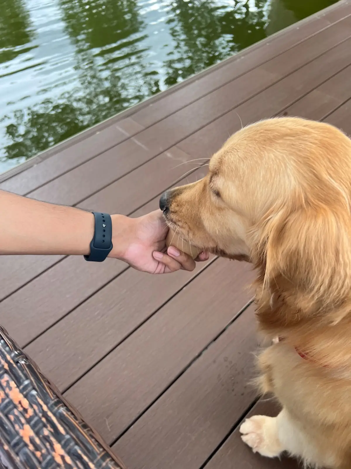 BOK BOK Society other image 2