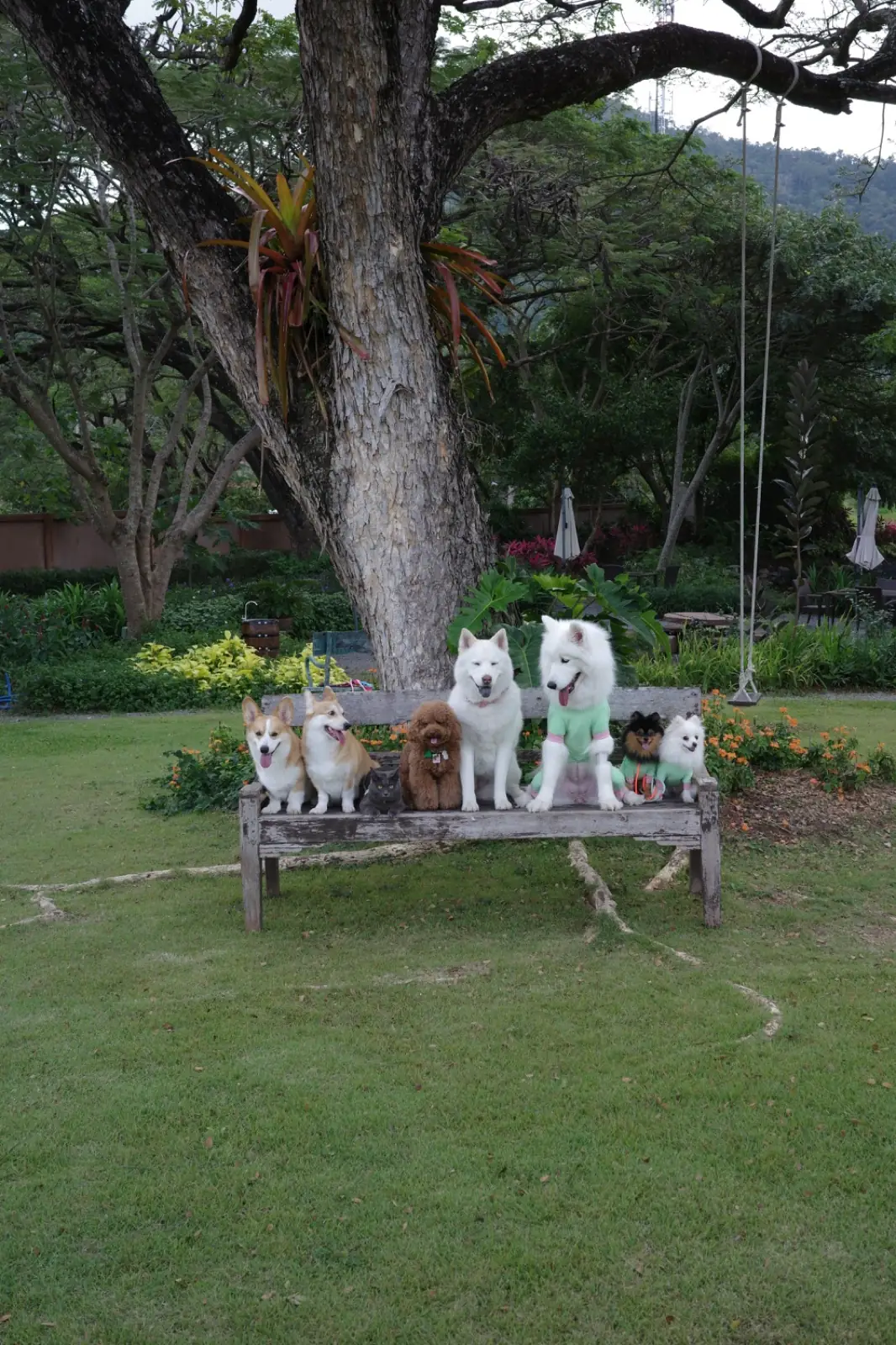 BOK BOK Society pets image 1