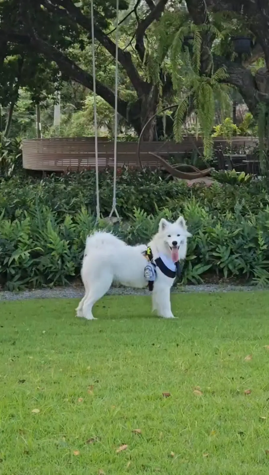 BOK BOK Society pets image 1