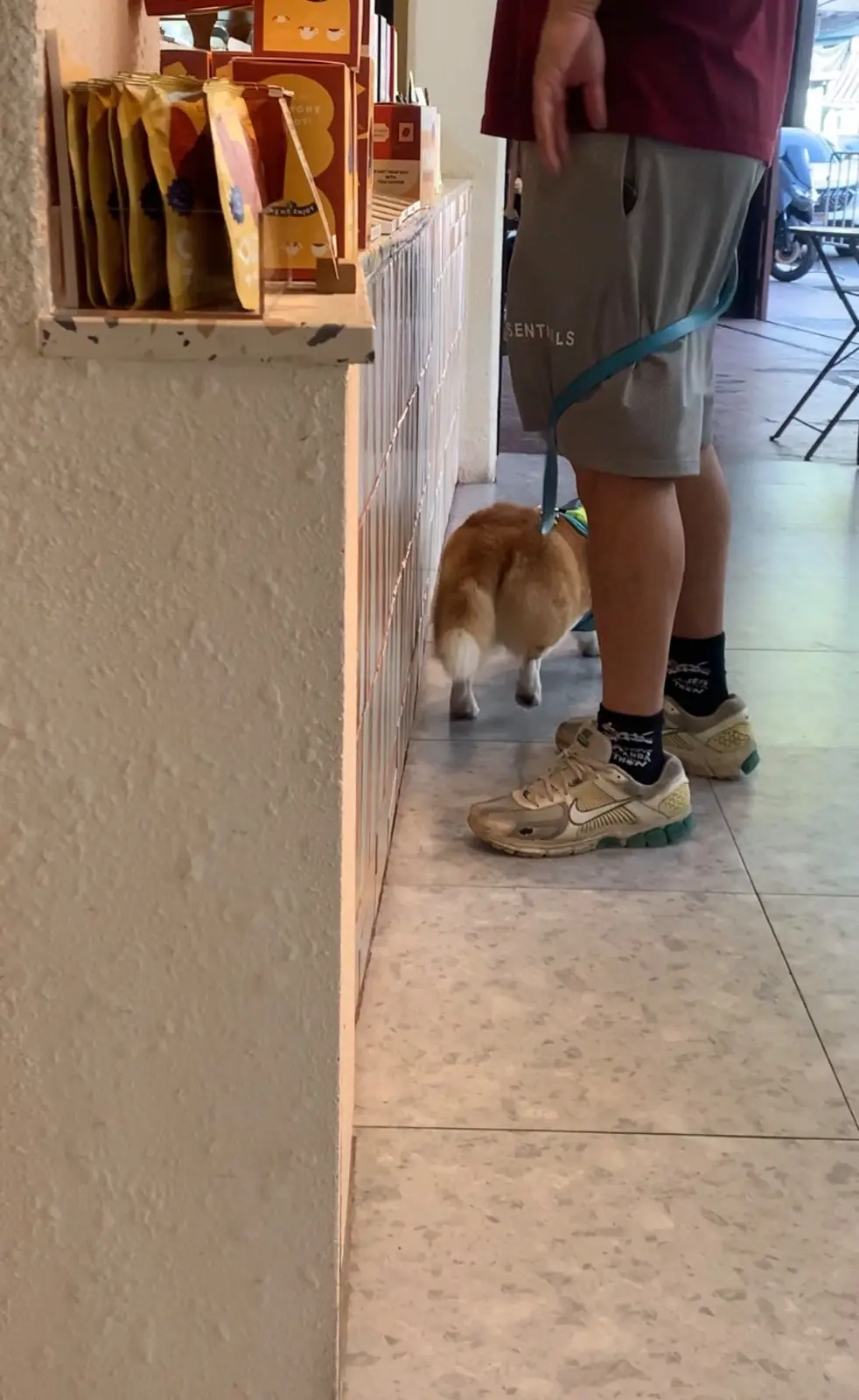 The Summer Coffee - Talat Noi pets image 4