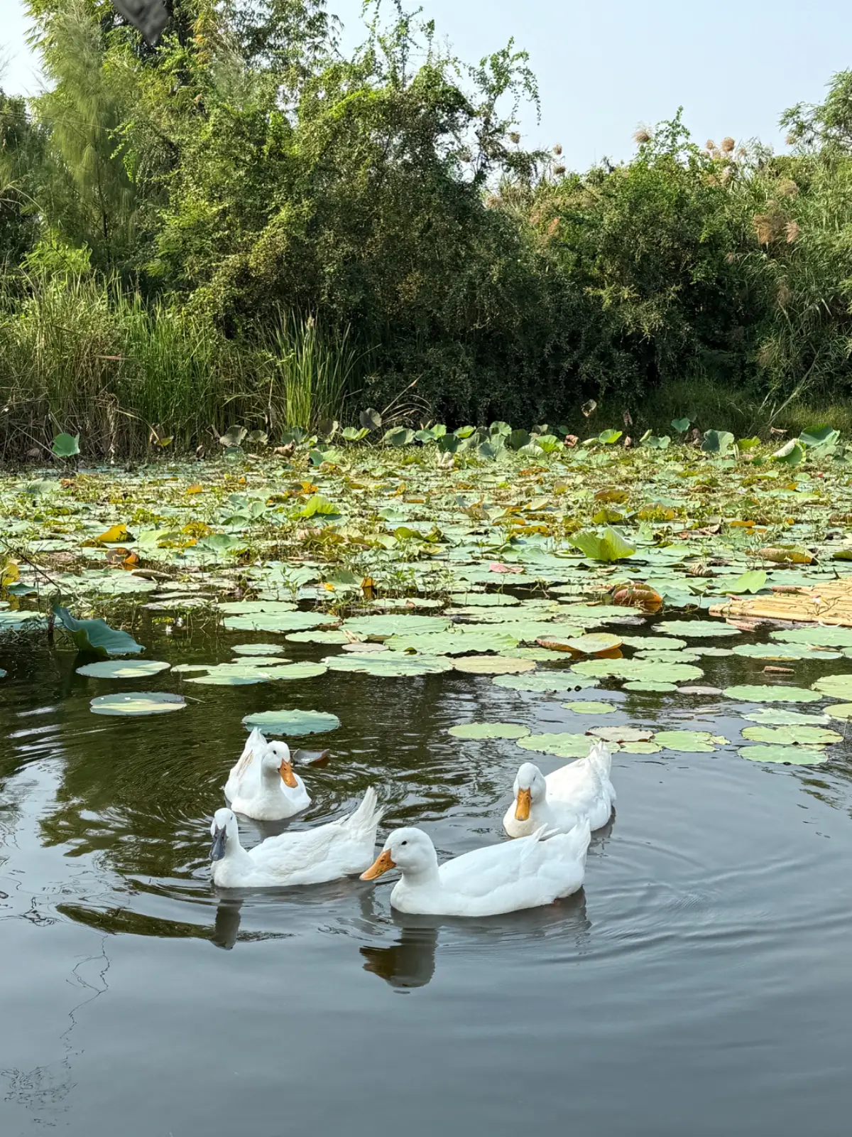 Barisut บาริสุทธิ์ คาเฟ่ ambiance image 1