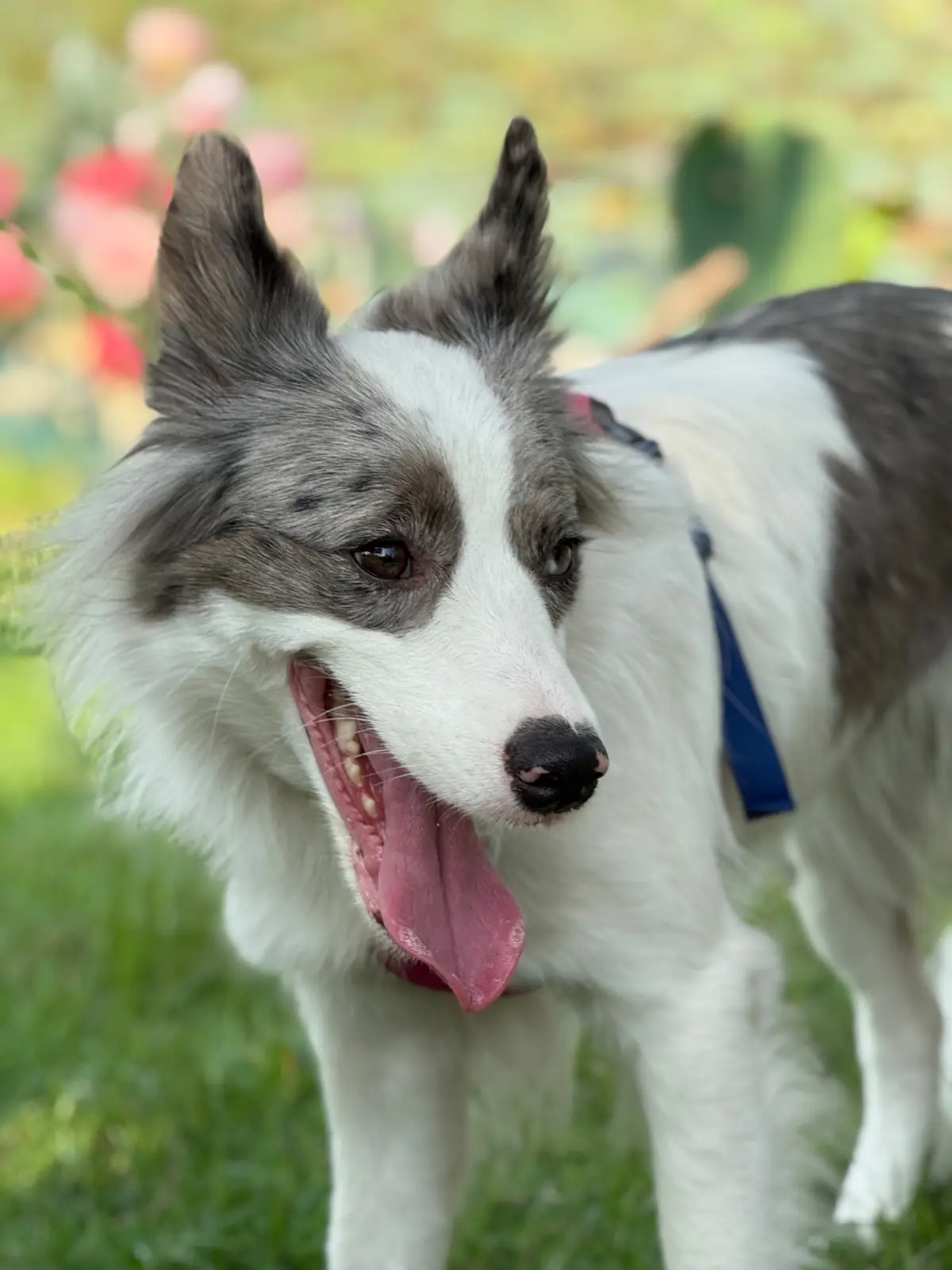 Barisut บาริสุทธิ์ คาเฟ่ pets image 1