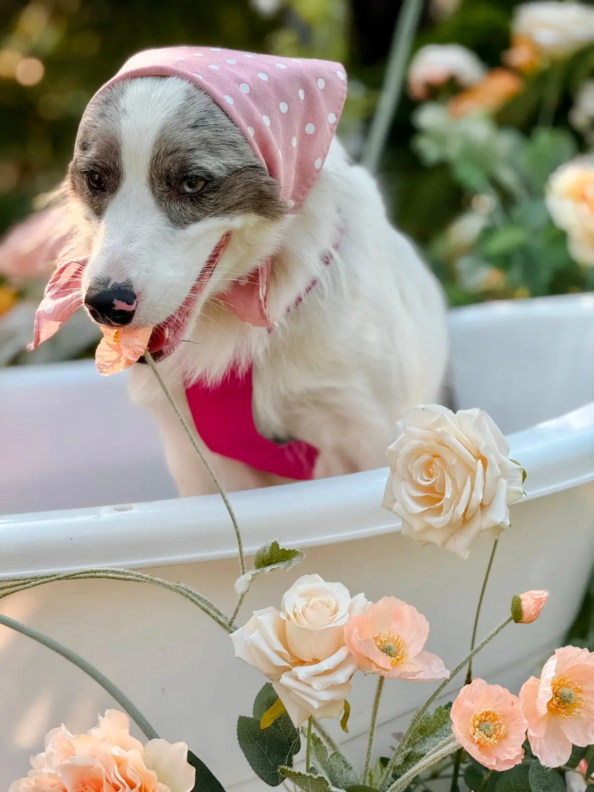 Barisut บาริสุทธิ์ คาเฟ่ pets image 4