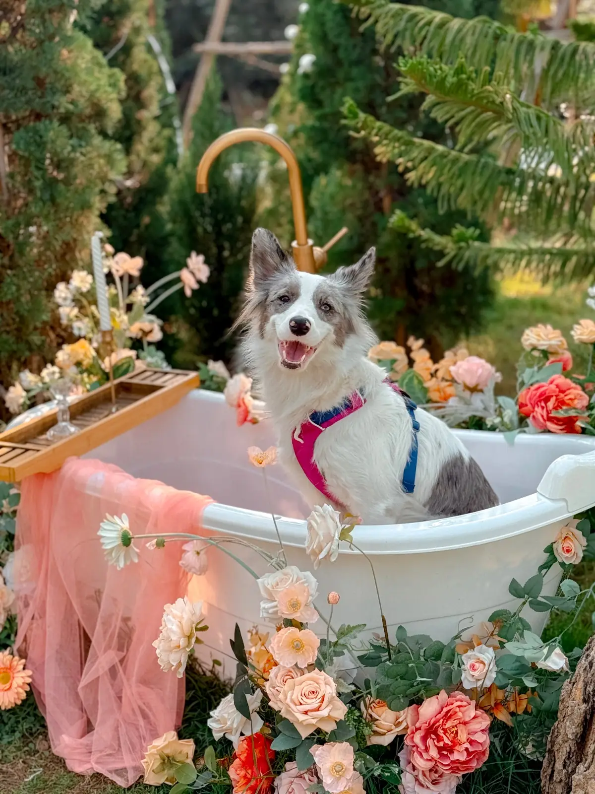 Barisut บาริสุทธิ์ คาเฟ่ pets image 2