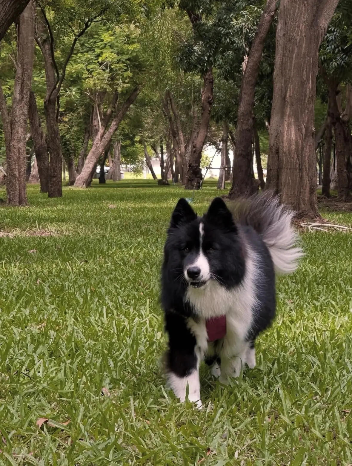 Thammasat Park pets image 1