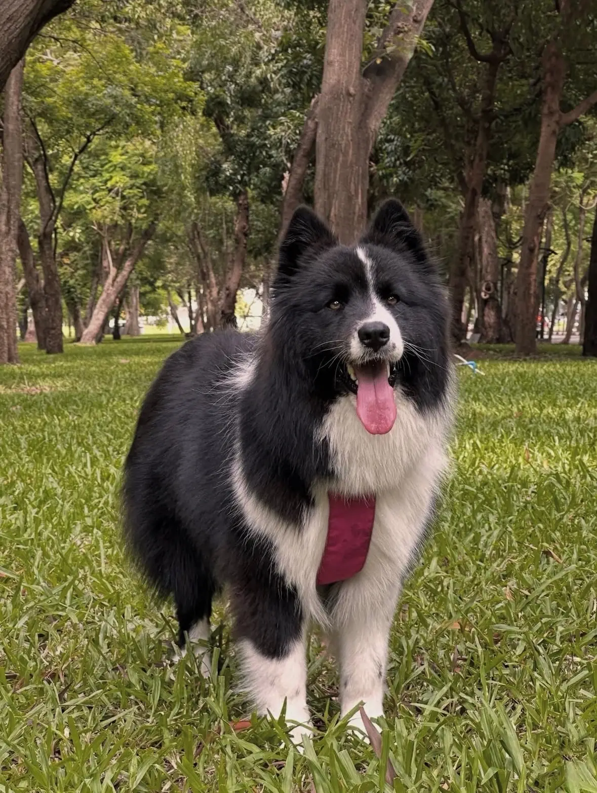 Thammasat Park pets image 2