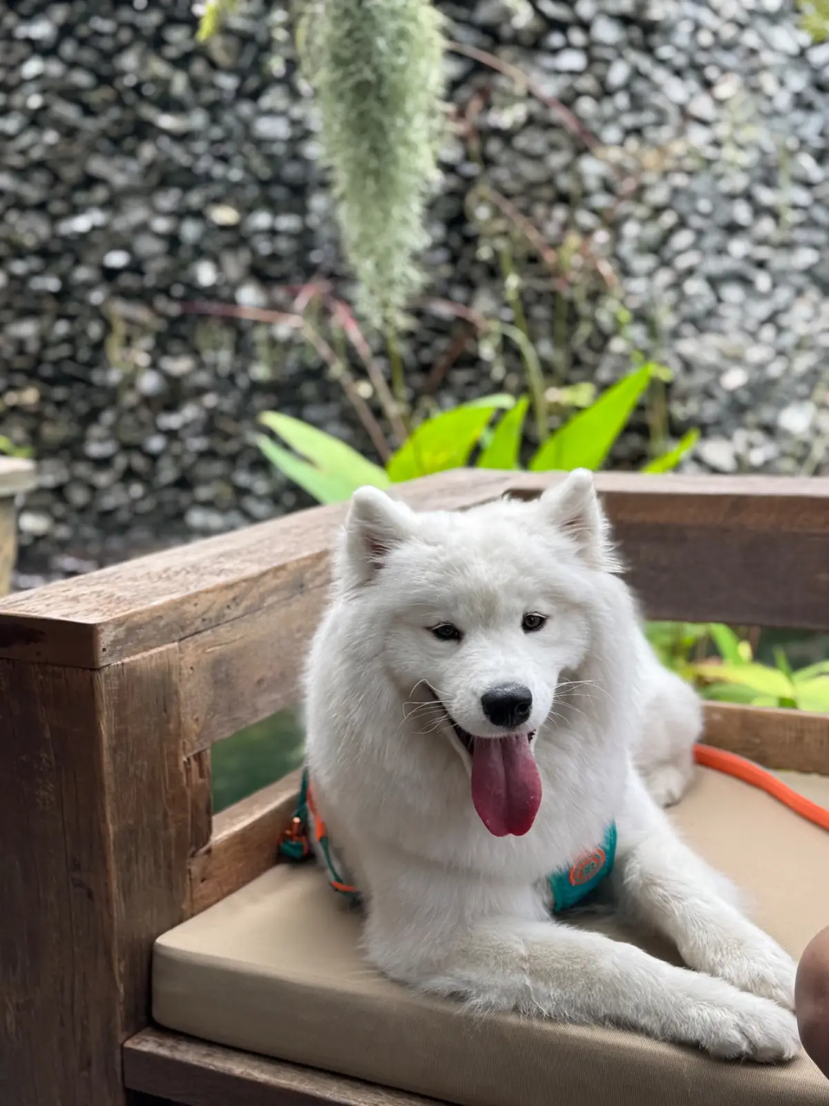 Dinsor Resort & Villa Koh Chang - Vinet Collection pets image 4