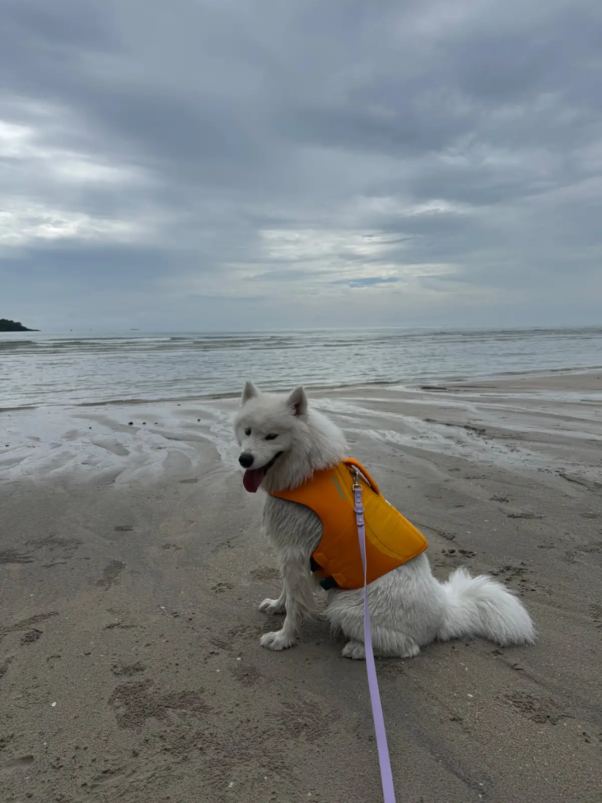 Dinsor Resort & Villa Koh Chang - Vinet Collection pets image 5