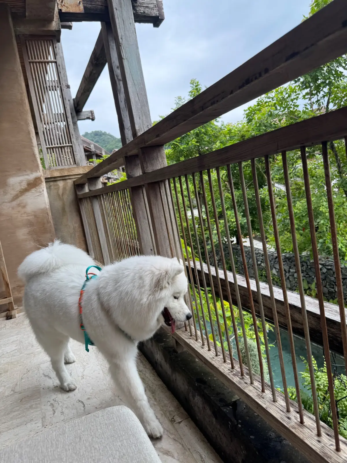 Dinsor Resort & Villa Koh Chang - Vinet Collection pets image 7