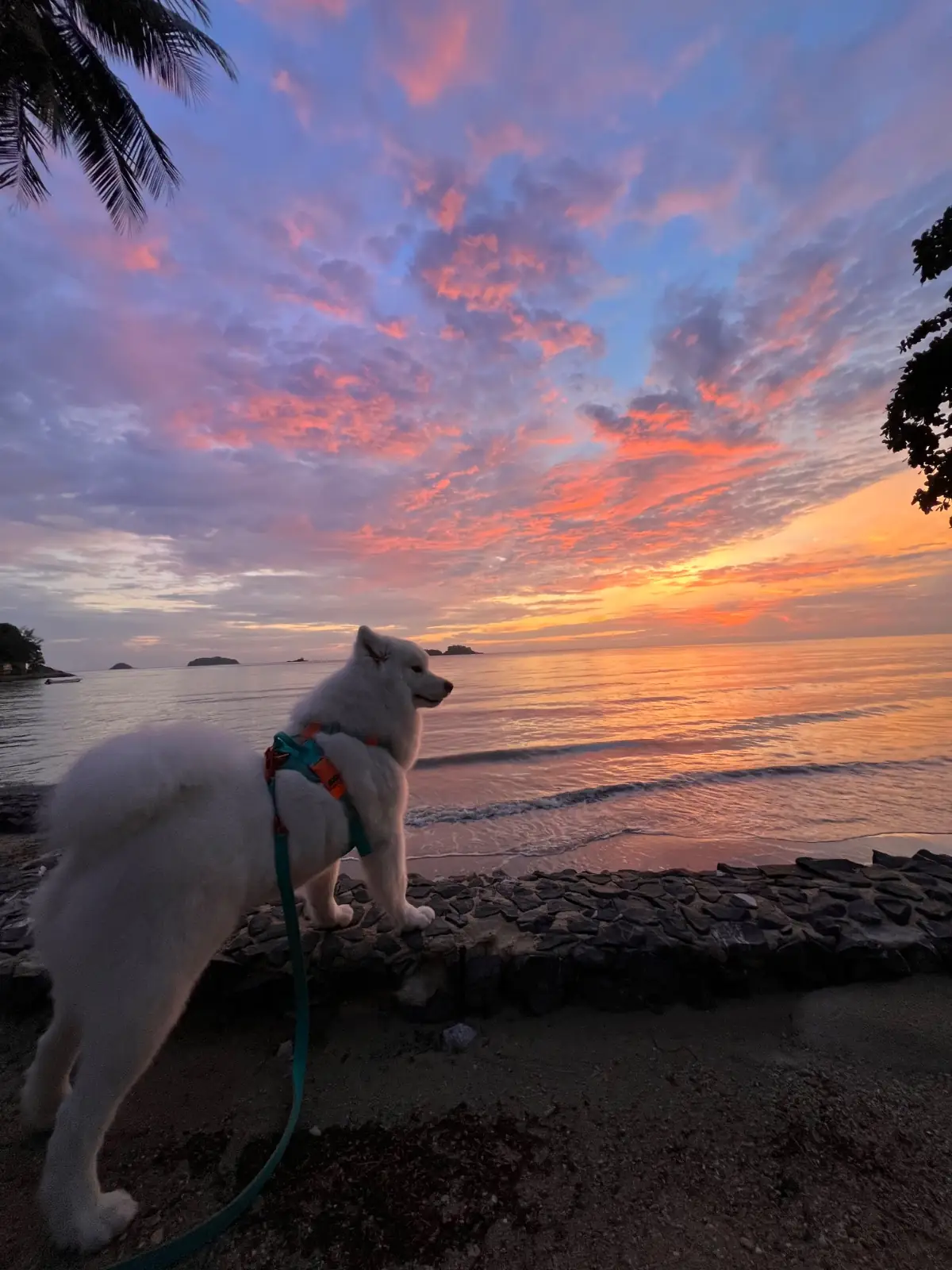 Dinsor Resort & Villa Koh Chang - Vinet Collection pets image 2