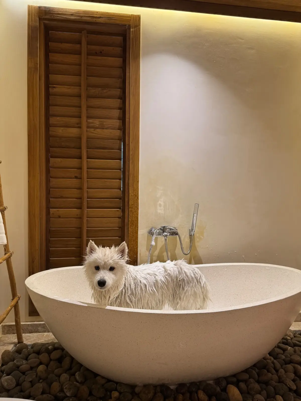 Dinsor Resort & Villa Koh Chang - Vinet Collection pets image 3