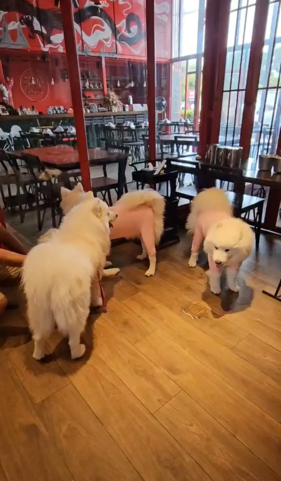 HUOLONG Chinese Mala HotPot & Grill pets image 2