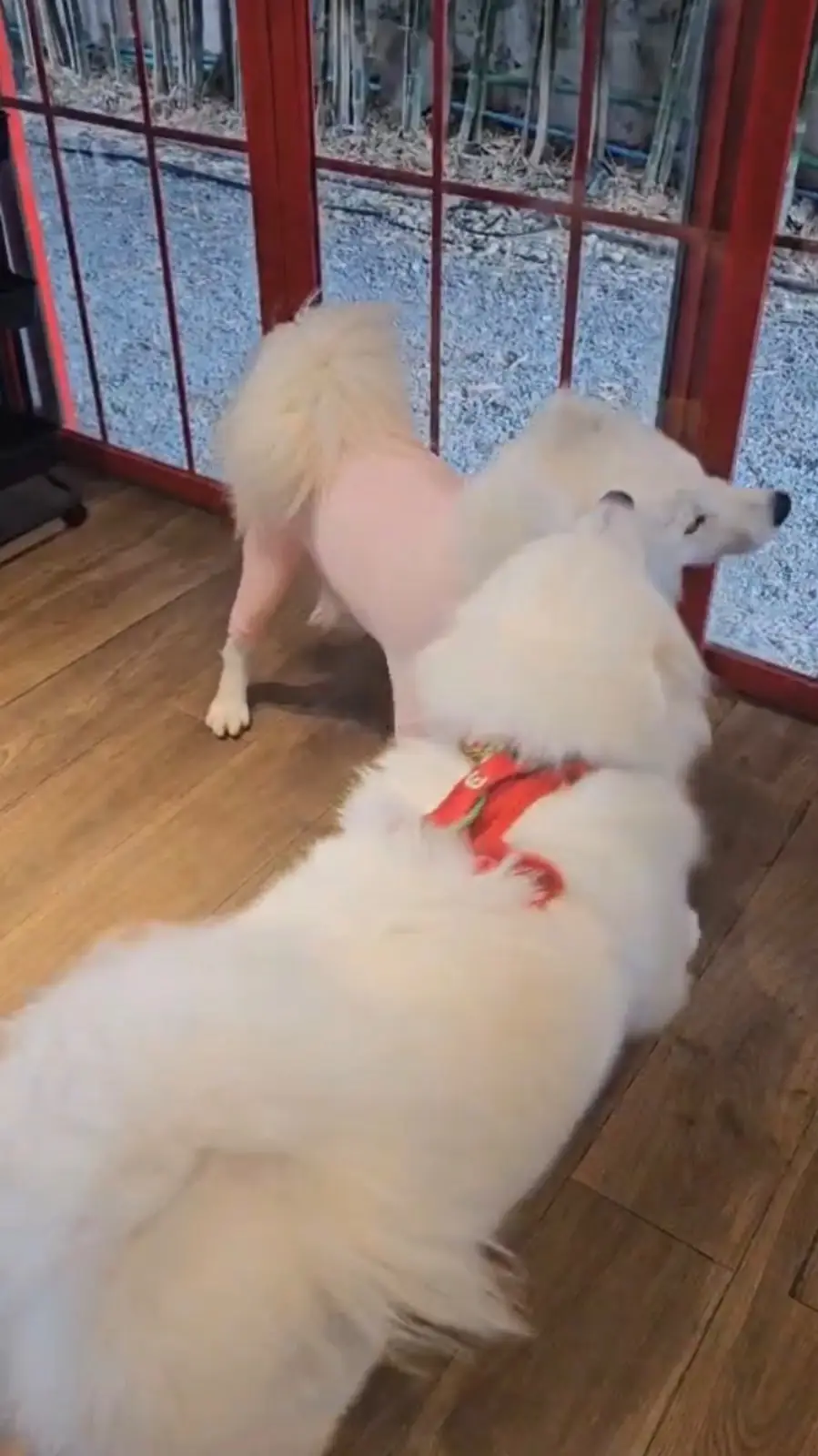 HUOLONG Chinese Mala HotPot & Grill pets image 1