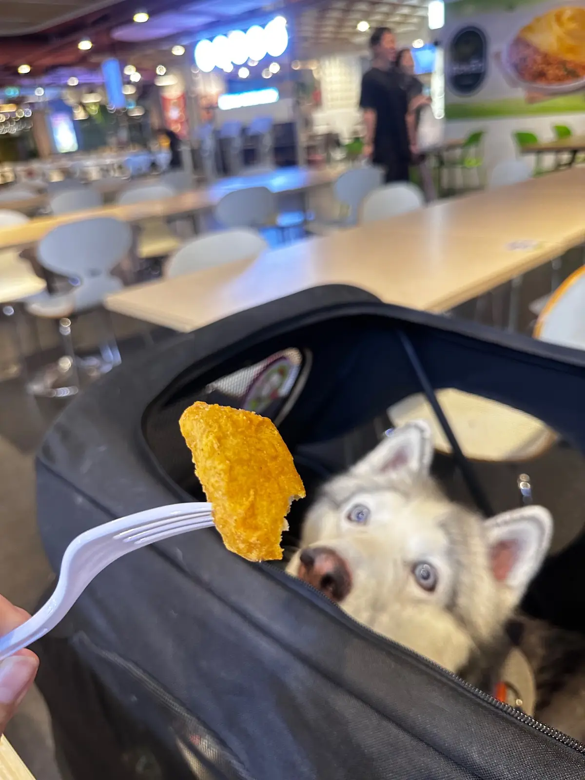 KFC pets image 1