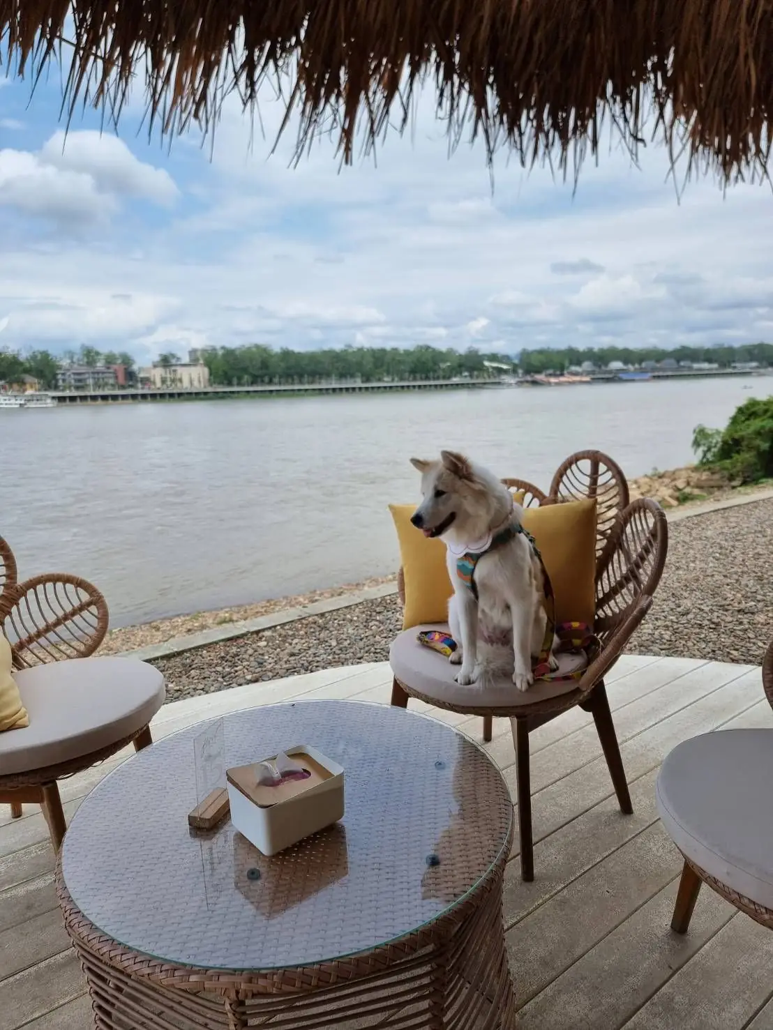 โฟลว เชียงแสน pets image 1