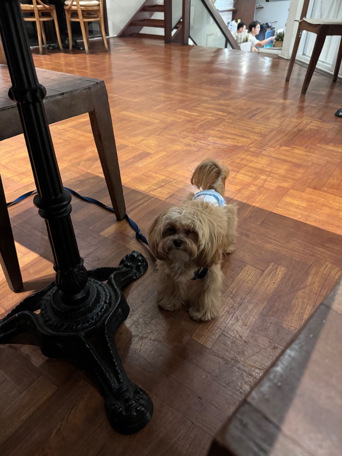 Mitt Restaurant & Space Ari pets image 4