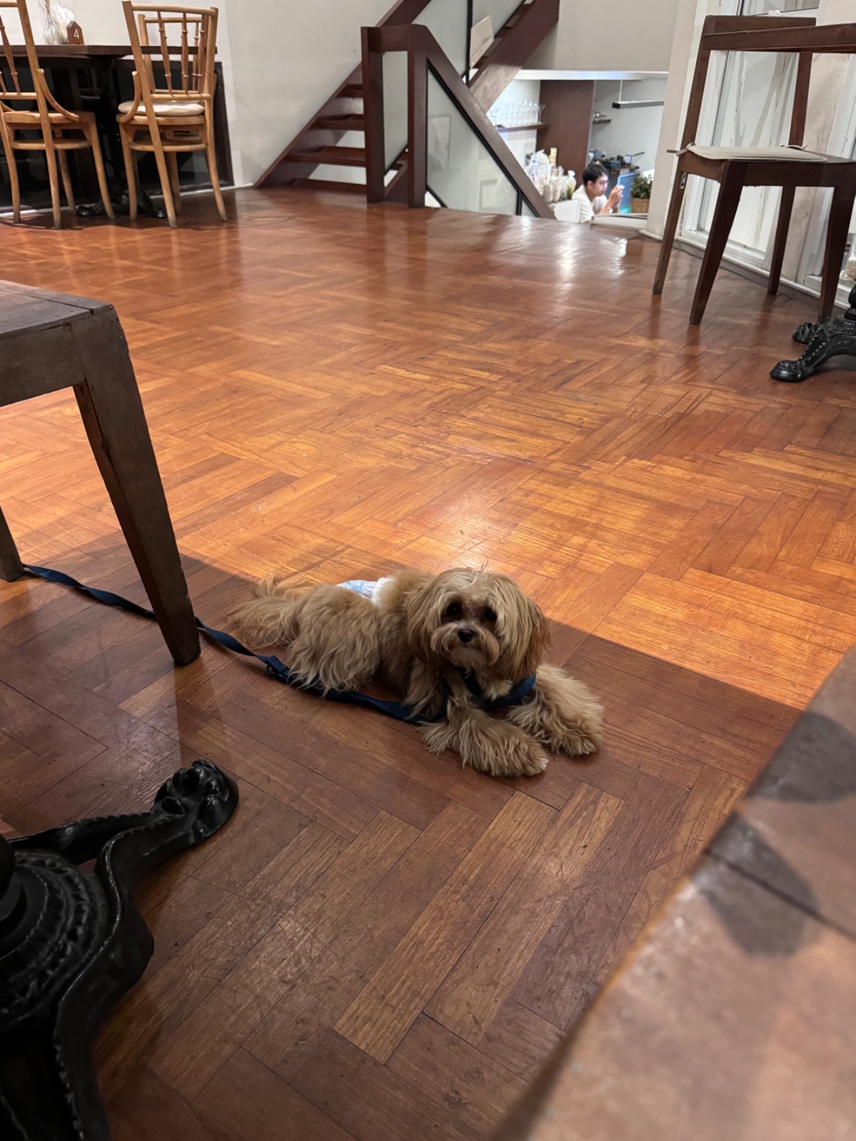 Mitt Restaurant & Space Ari pets image 1