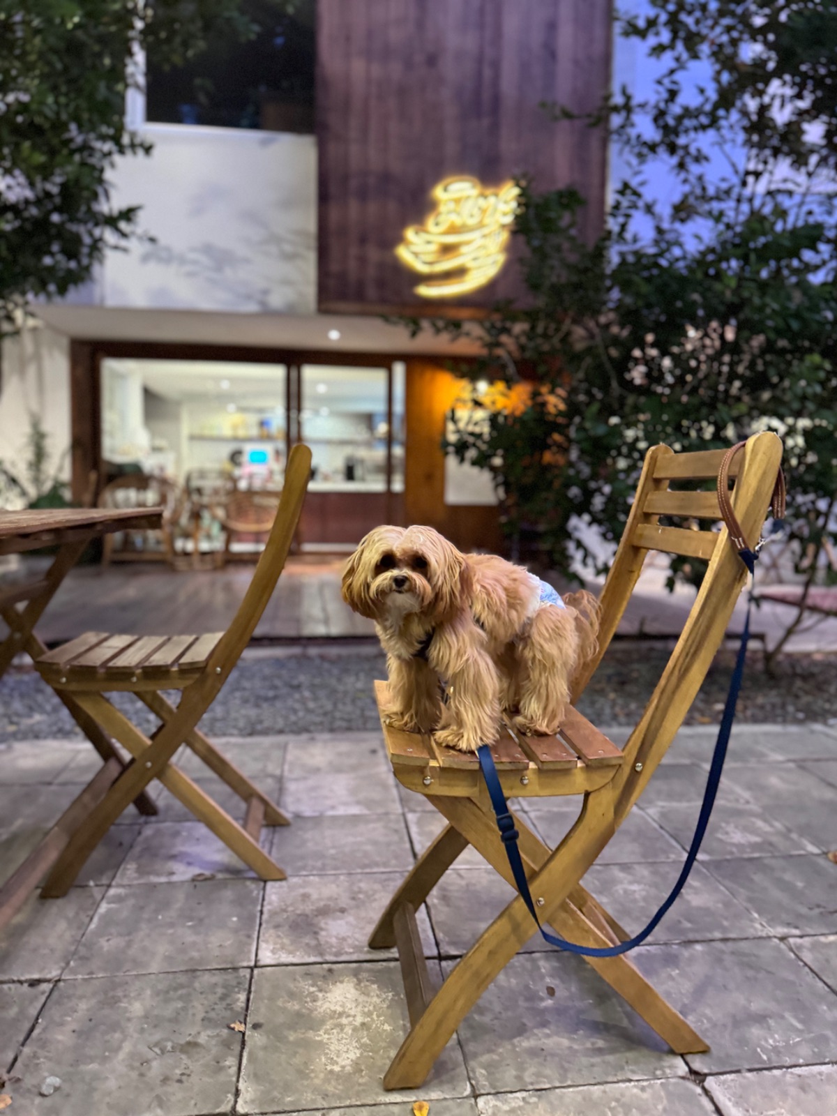 Mitt Restaurant & Space Ari pets image 2