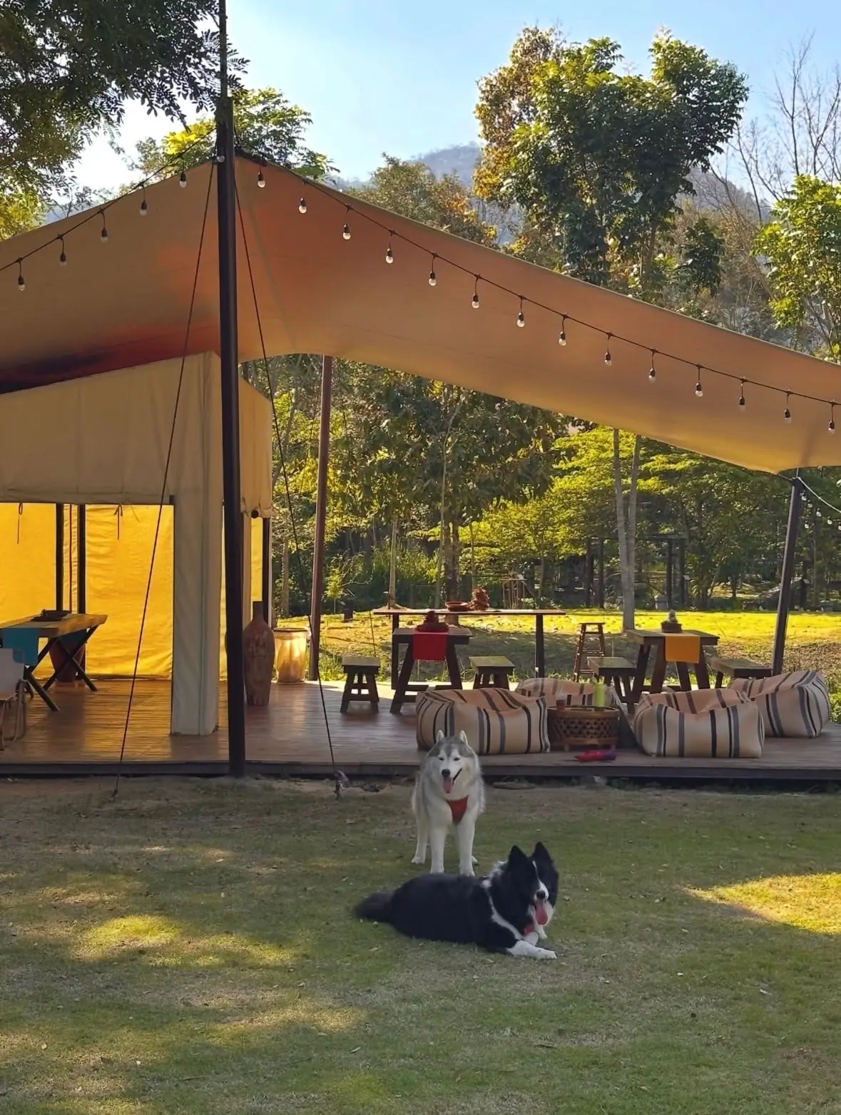 Lala Mukha Tented Khao Yai pets image 4