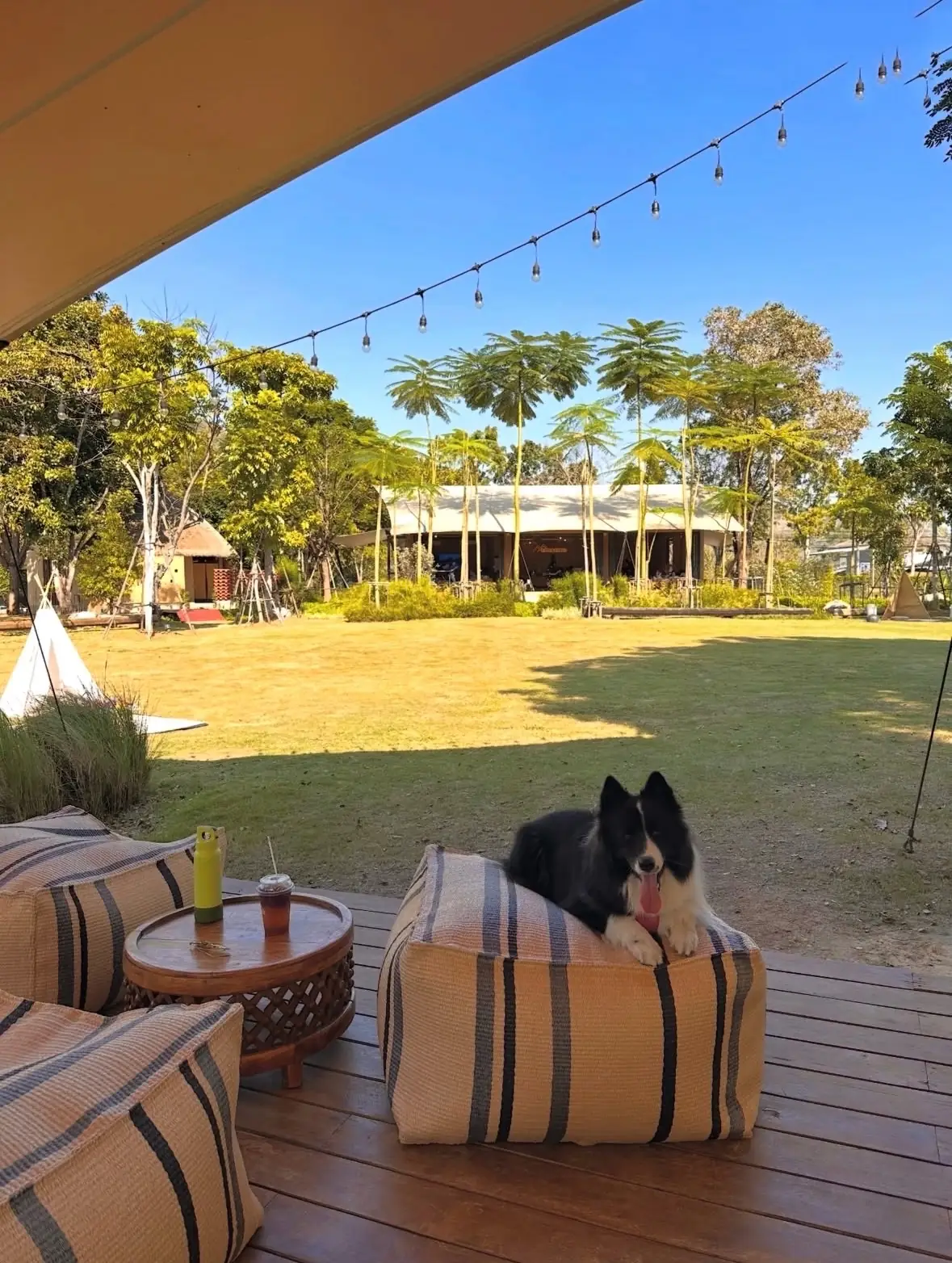 Lala Mukha Tented Khao Yai pets image 5