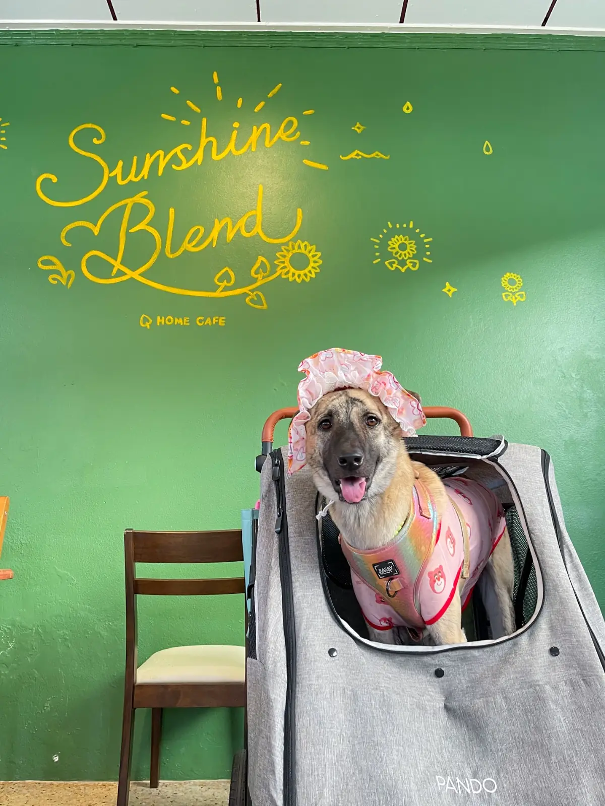 Sunshine Blend Home Cafe pets image 1