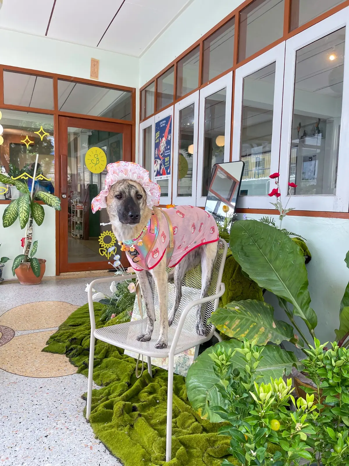 Sunshine Blend Home Cafe pets image 5