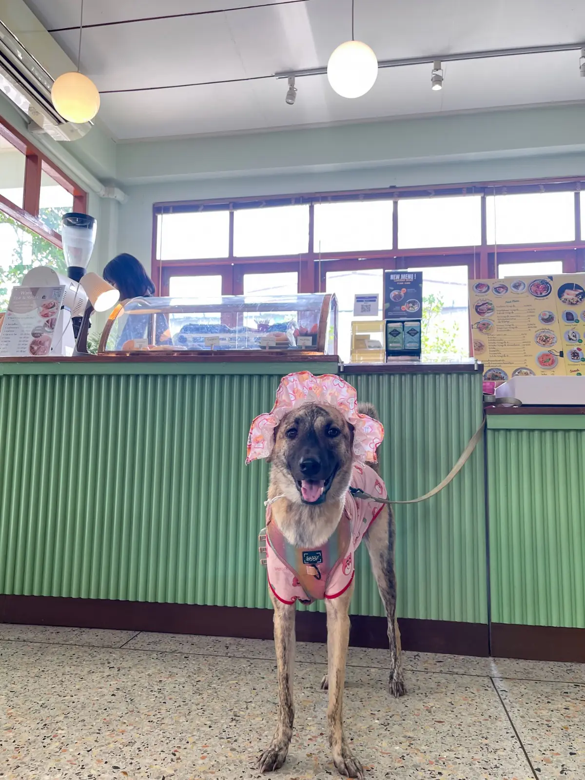 Sunshine Blend Home Cafe pets image 6