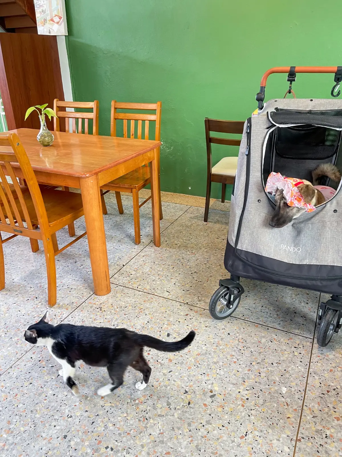 Sunshine Blend Home Cafe pets image 4