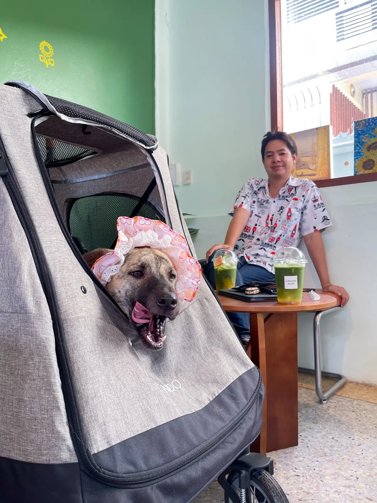 Sunshine Blend Home Cafe pets image 2