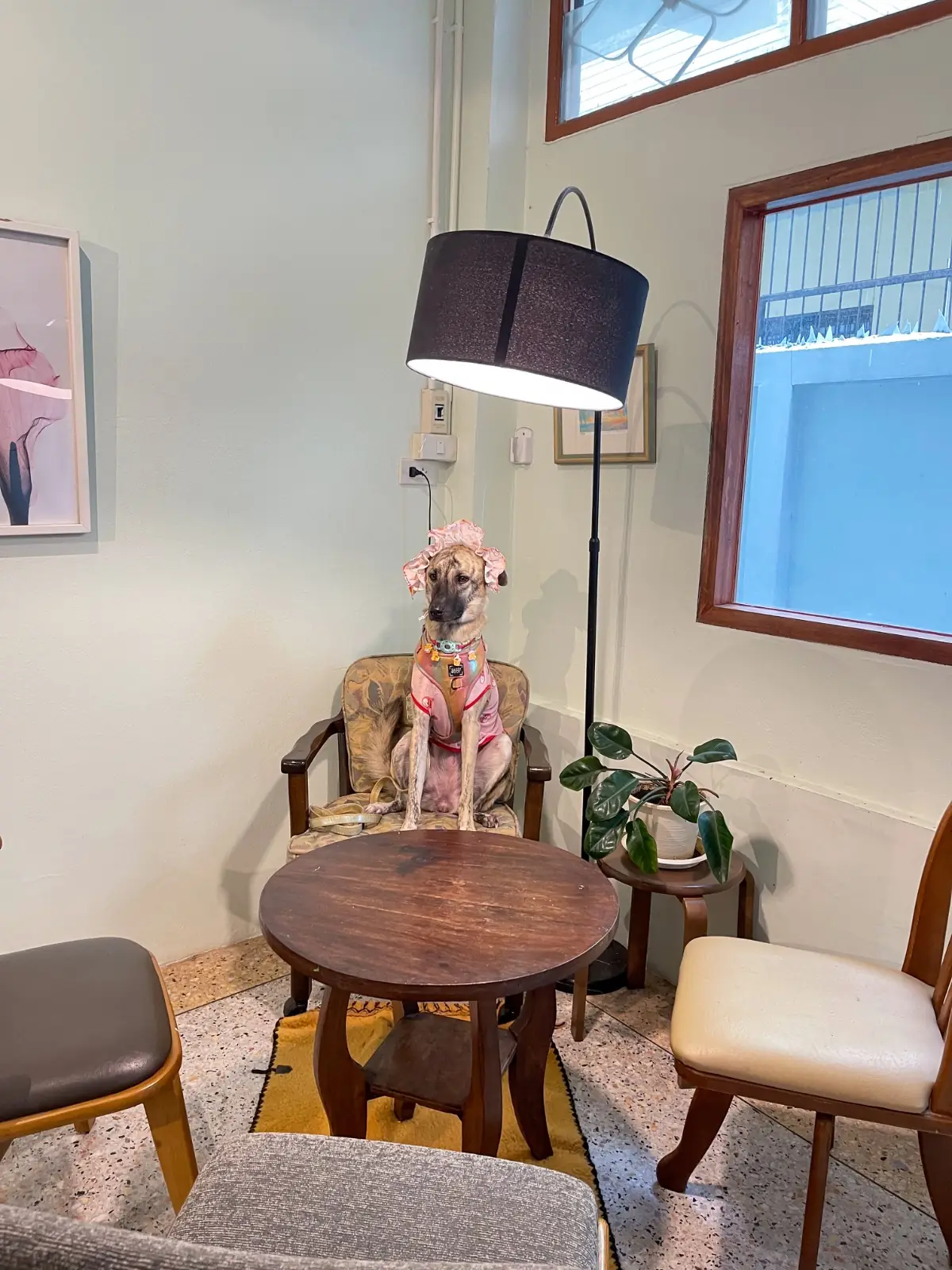 Sunshine Blend Home Cafe pets image 3