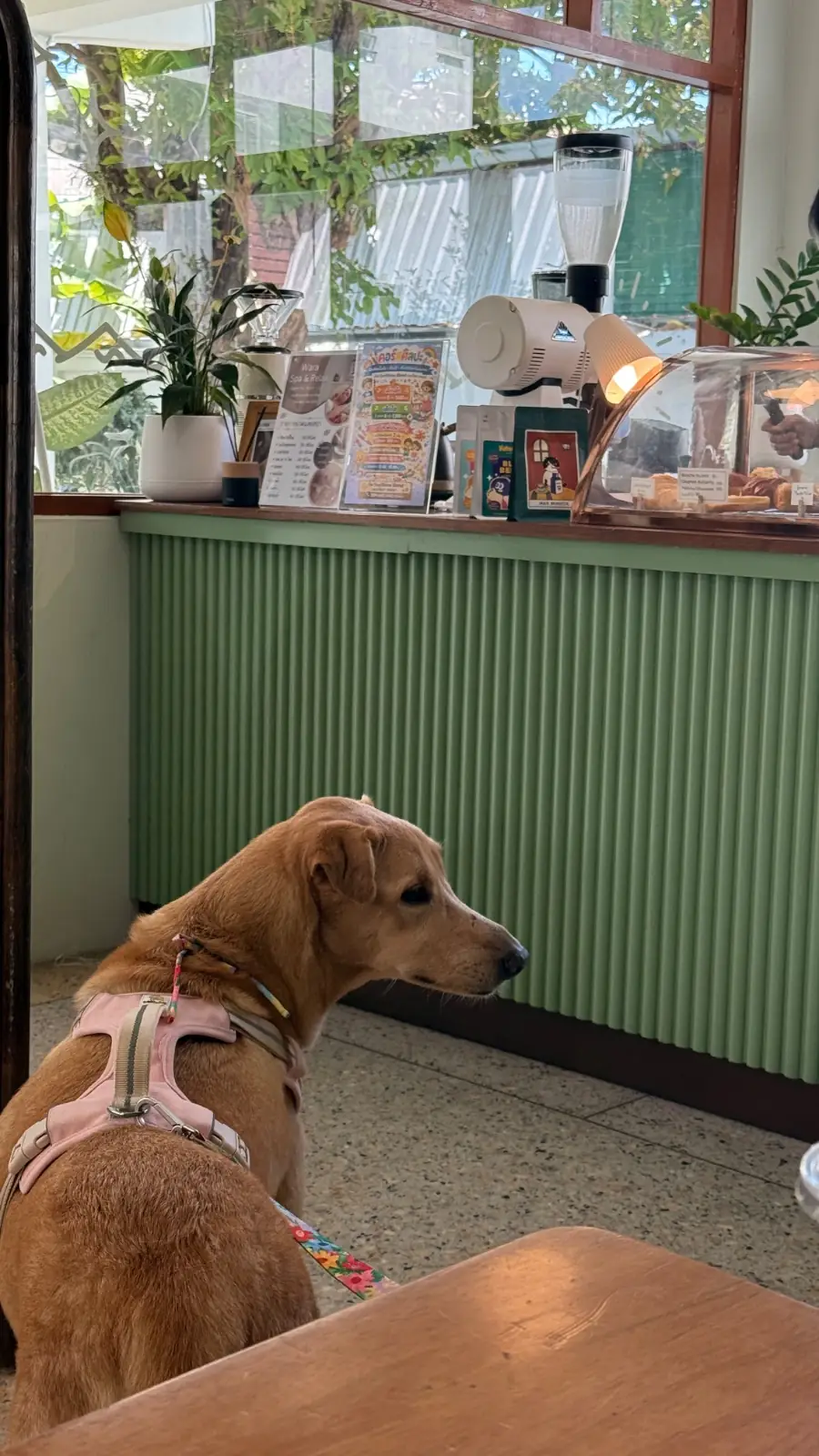 Sunshine Blend Home Cafe overall image 8