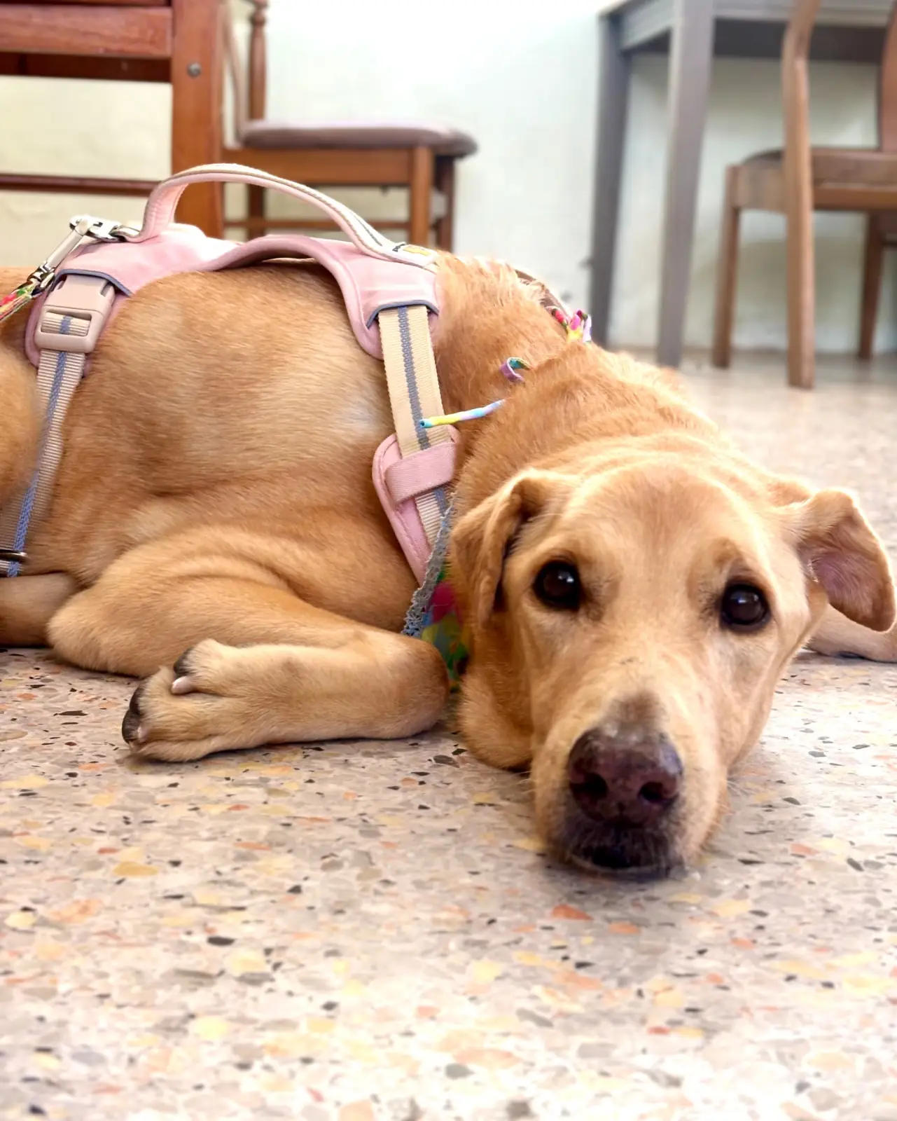 Sunshine Blend Home Cafe pets image 7