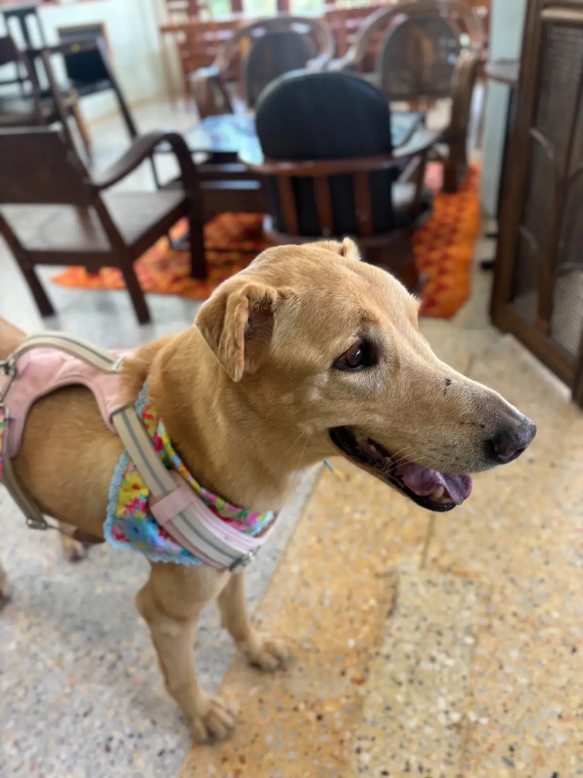 Sunshine Blend Home Cafe pets image 9